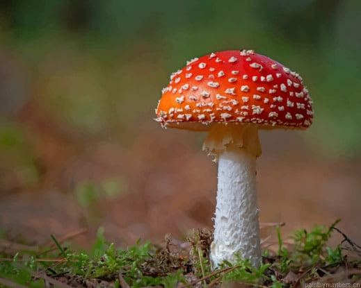 Amanita Mushrooms Nature Painting By Numberss.png