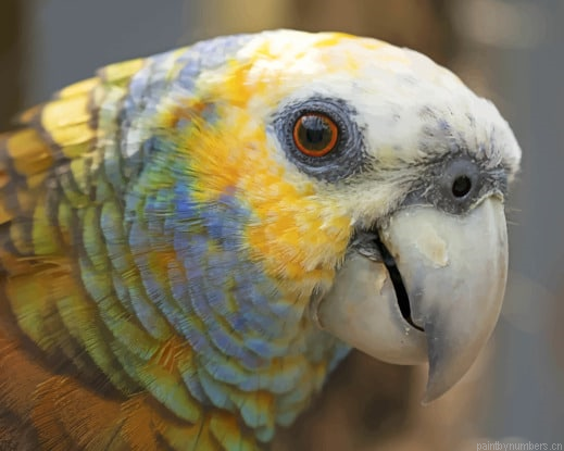 Amazon Parrot St Vincent Birds Painting By Numberss.png