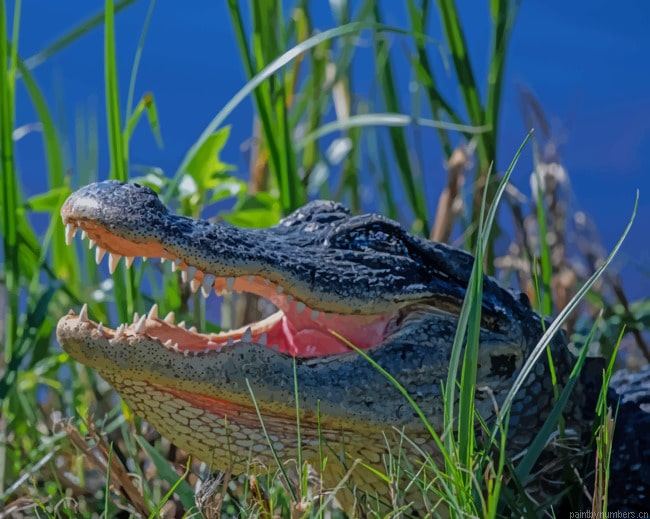 American Alligator Animals Painting By Numberss.png