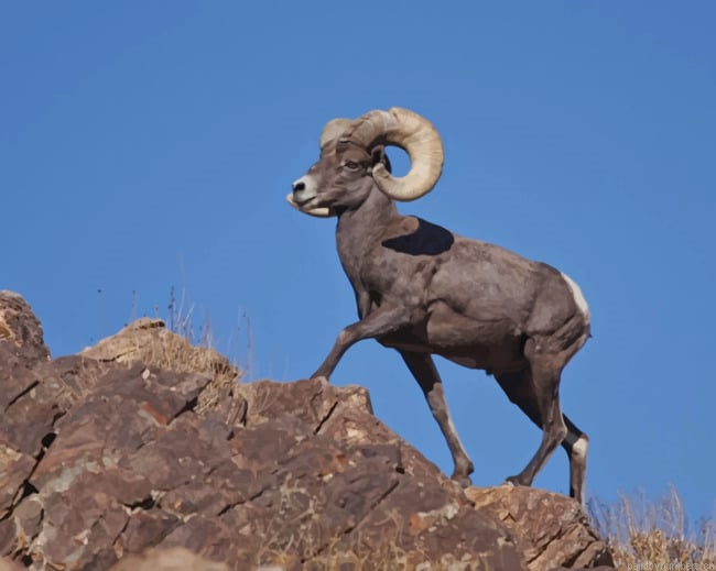 American Bighorn Sheep Animals Painting By Numberss.png