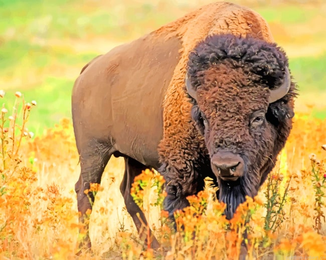 American Bison Animal Painting By Numberss.png