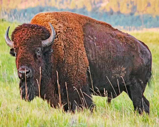 American Bison Painting By Numbers.png