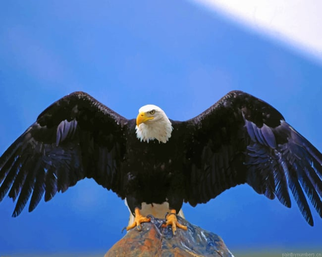 American Black Bald Eagle Birds Painting By Numberss.png