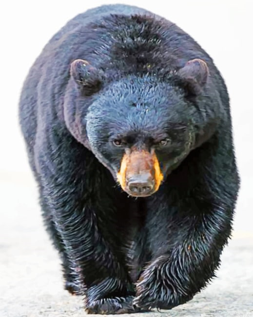 American Black Bear Painting By Numbers.png