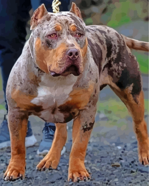 American Bully Painting By Numberss.png
