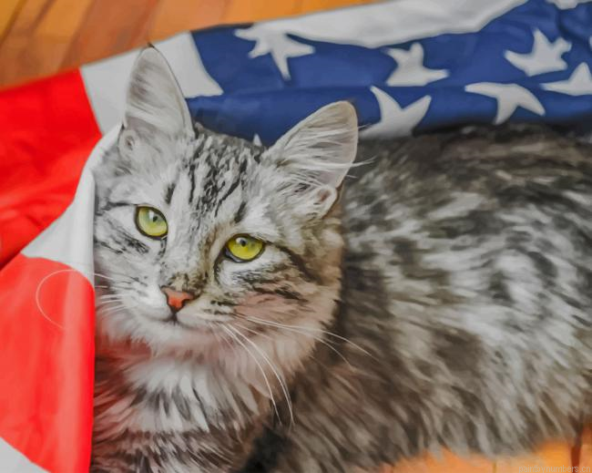 American Cat Animals Painting By Numberss.png