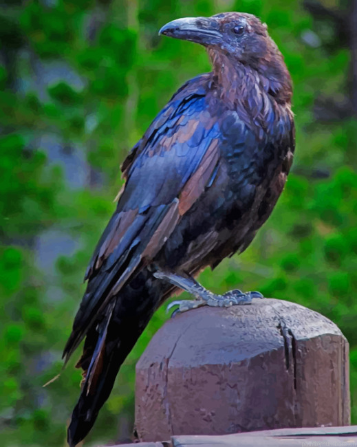 American Crow Birds Painting By Numberss.png