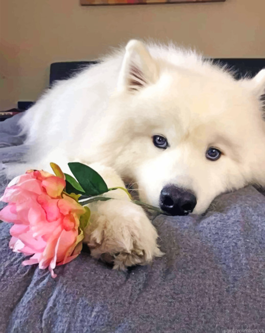 American Eskimo And A Pink Rose Painting By Numberss.png
