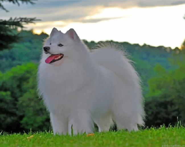 American Eskimo Dog Painting By Numberss.png