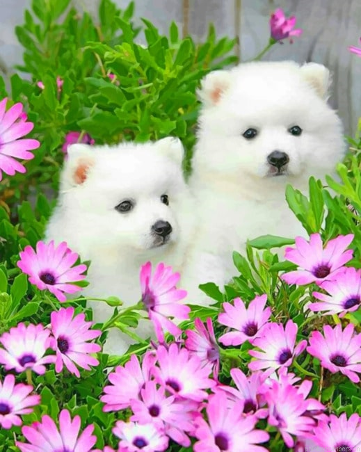 American Eskimo Dog With Daisy Flowers Painting By Numberss.png