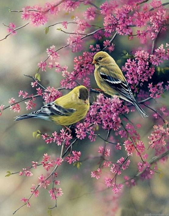 American Goldfinch Birds Painting By Numbers.png
