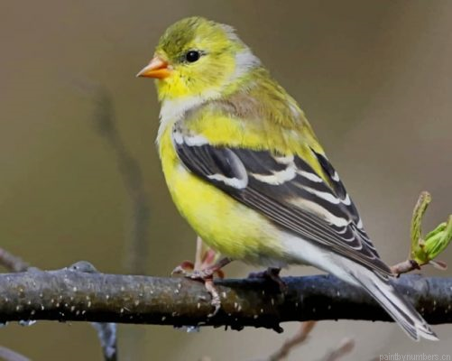 American Goldfinch Painting By Numbers.png