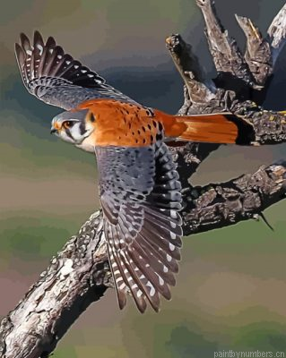 American Kesrel Desert Bird Painting By Numbers.png