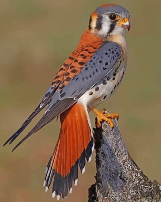 American Kestre Bird Painting By Numberss.png
