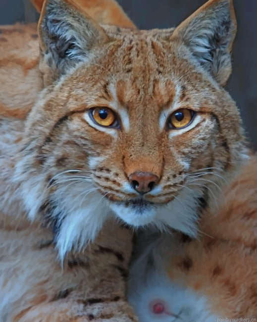 American Lynx Animals Painting By Numberss.png