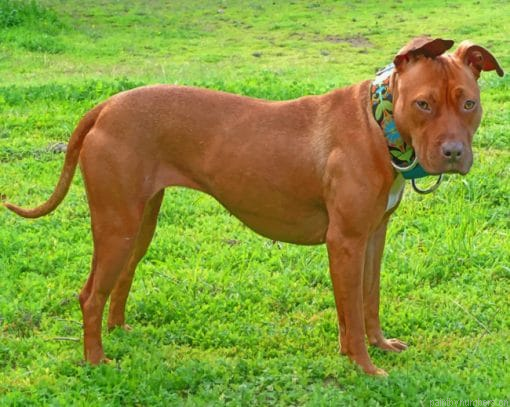 American Pit Bull Terrier Painting By Numberss.png