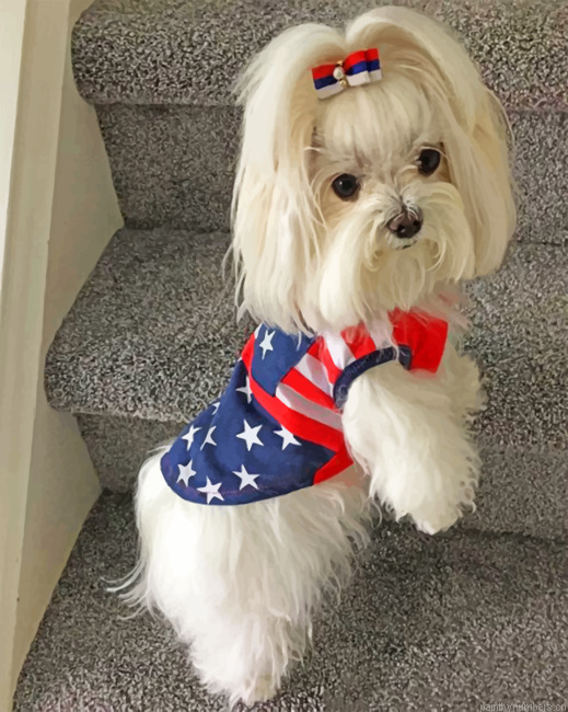 American Shih Tzu Painting By Numbers.png