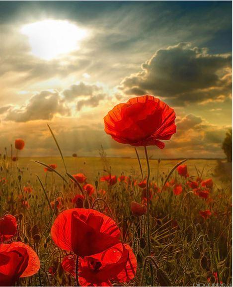 Anemone Coronaria Flower Painting By Numbers.png