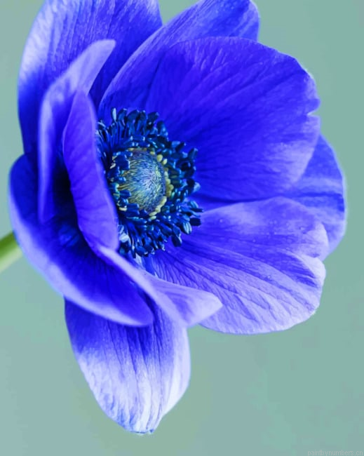 Anemone Flower Painting By Numberss.png