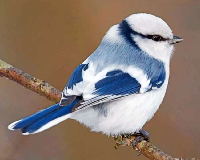 Angelic Robin Painting By Numbers.png