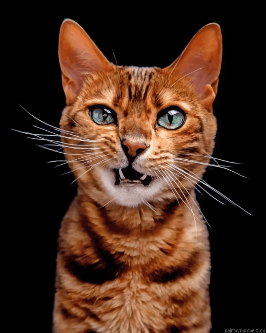Angry Cat Animals Painting By Numbers.png