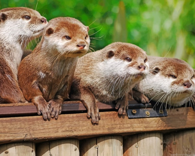 Angry Otters Animals Painting By Numberss.png
