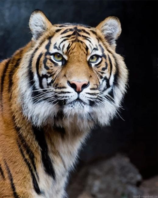 Angry Tiger Animals Painting By Numberss.png