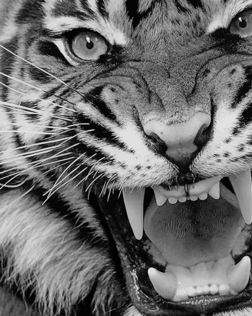 Angry Tiger Black And White Animals Painting By Numberss.png