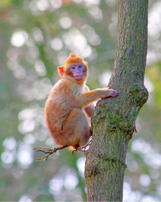 Ape Baby Monkey Animals Painting By Numberss.png