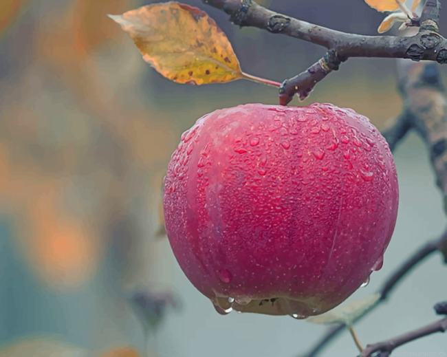 Apple Fruit Hanging On Tree Painting By Numberss.png