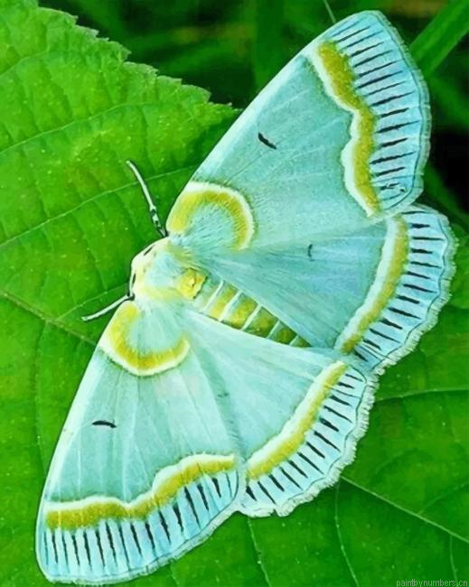 Aqua Blue Moth Butterfly Insects Painting By Numberss.png