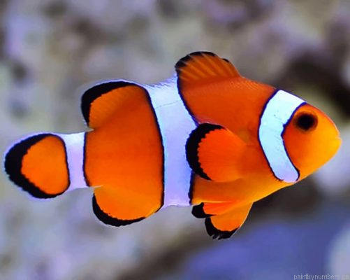 Aquarium Clown Fish Painting By Numbers.png