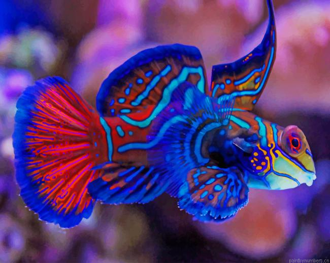 Aquarium Mandarinfish Painting By Numbers.png