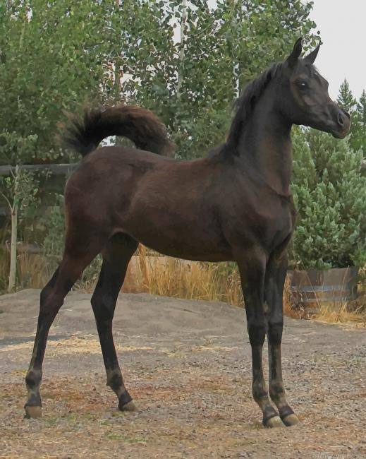 Arabian Black Horse Animals Painting By Numberss.png