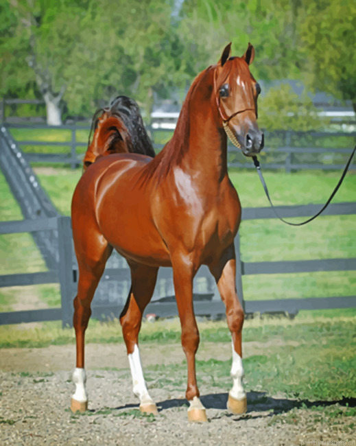 Arabian Brown Horse Animals Painting By Numberss.png