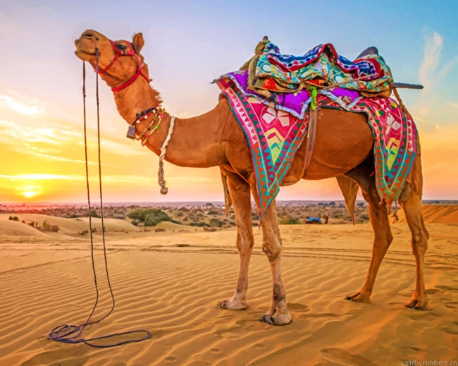 Arabian Camel Animals Painting By Numberss.png