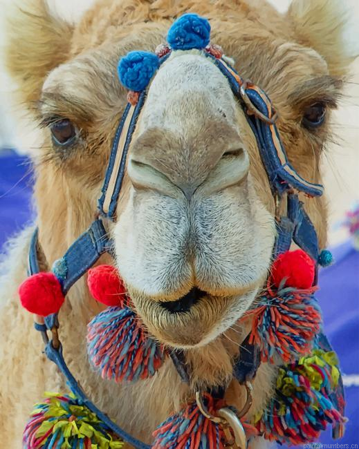 Arabian Camel Face Animals Painting By Numberss.png