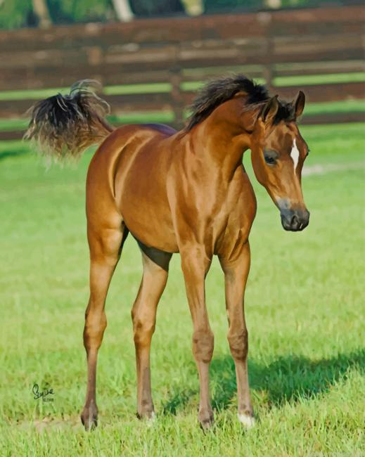 Arabian Foal Animals Painting By Numberss.png