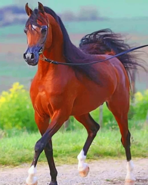 Arabian Horse Animals Painting By Numberss.png