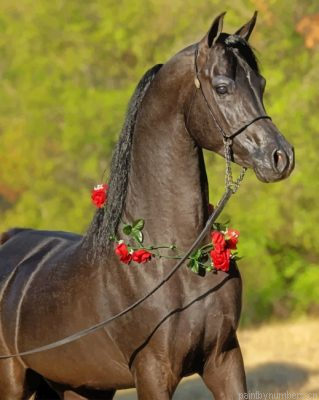 Arabian Horse Painting By Numberss.png