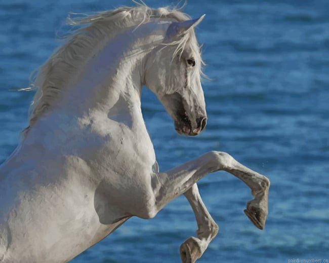 Arabian White Horse Animals Painting By Numberss.png