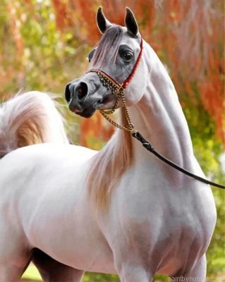 Arabian White Horse Painting By Numbers.png