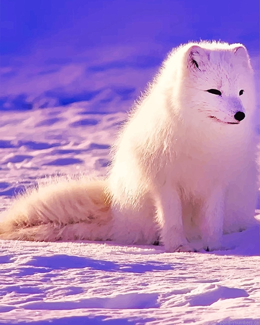 Arctic Fox Animals Painting By Numberss.png