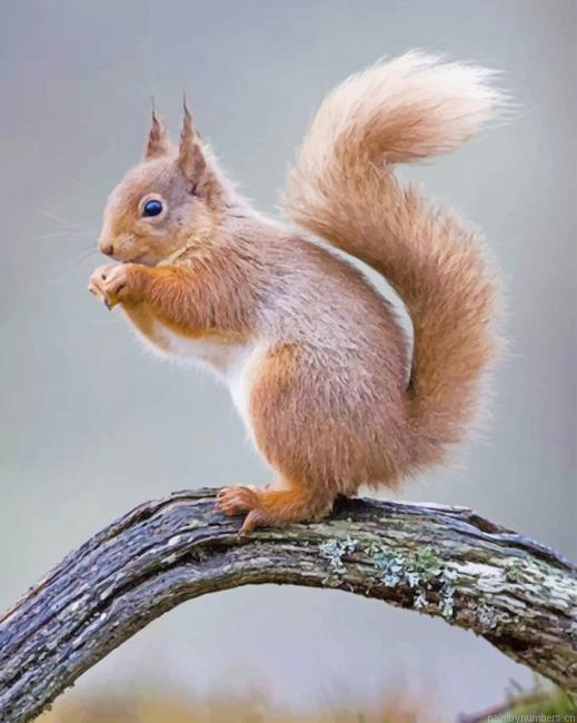 Ardilla Katarina Animal Painting By Numberss.png