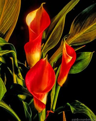 Arum Lilies Painting By Numberss.png