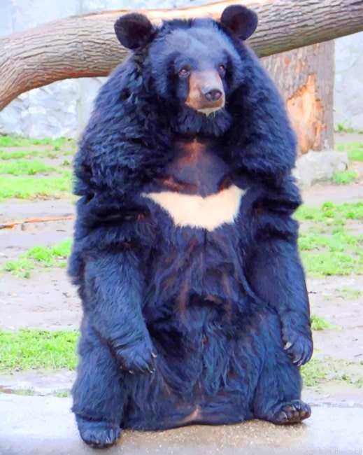 Asian Black Bear Painting By Numbers.png