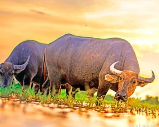 Asian Buffalo Painting By Numberss.png