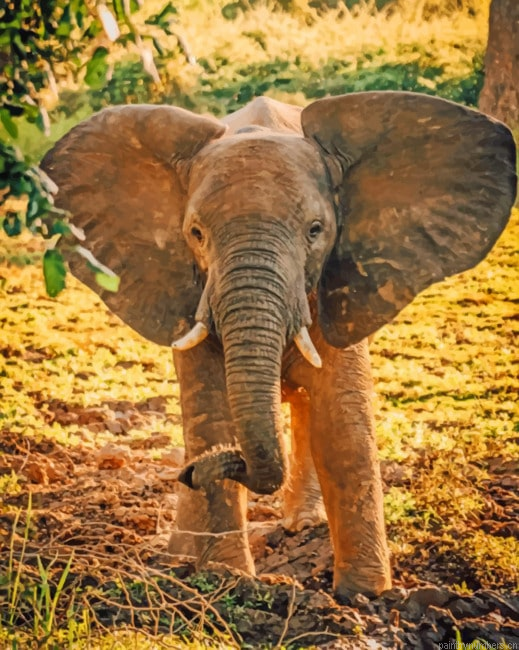 Asian Elephant Animals Painting By Numberss.png