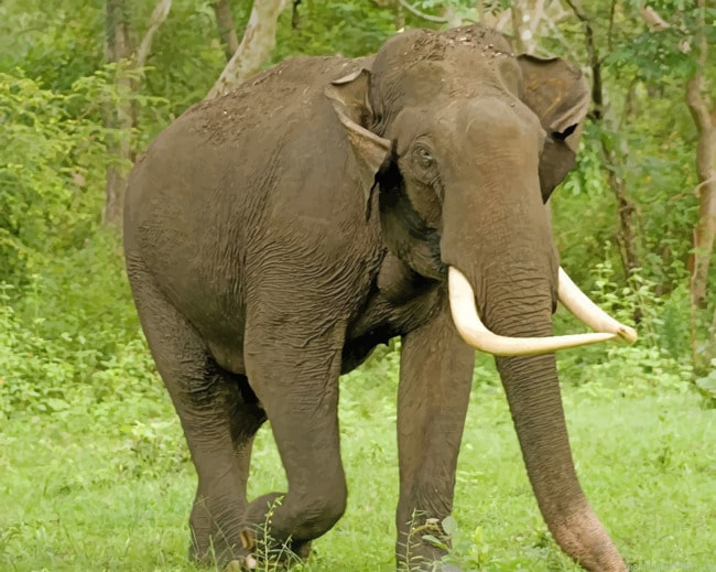 Asian Elephant In Forest Animals Painting By Numberss.png