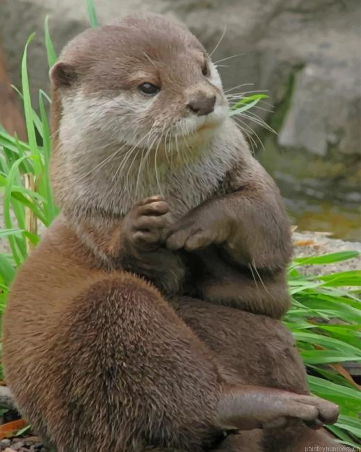 Asian Small Otter Animals Painting By Numberss.png